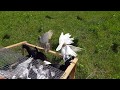 24.05.19. Вывез 83 голубя в поле.  Removed 83 pigeons in the field.
