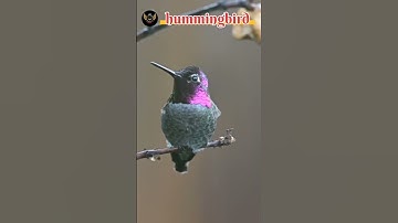 Humming Bird Voice#shorts #birds #birdsounds #hummingbird