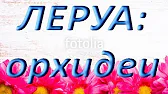 Орхидеи,узамба́рские фиалки,Самара🌺