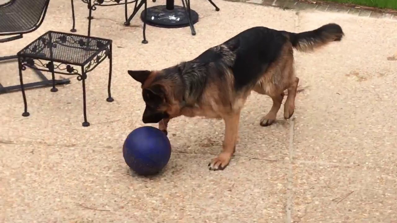 german-shepherd-soccer-champ-youtube