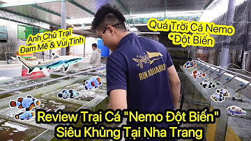 Review Trại Cá *Nemo Đột Biến* Siêu Khủng Tại Nha Trang