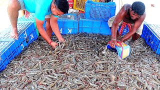 Growing and Harvesting Vannamei Prawns/Shrimps in Ponds | Shrimp Farming Business