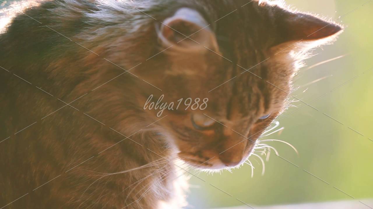 Grey cat wash his paws YouTube