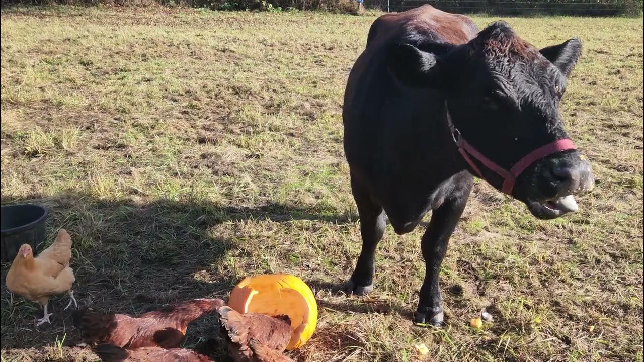Cow and chickens munching on a JackOLantern YouTube