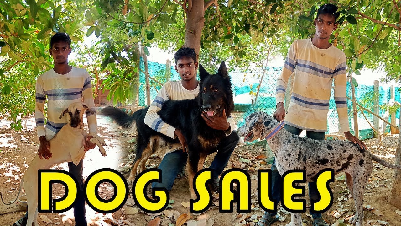 Dog for sales Dog sales in karaikudi Dog Kennel in Karaikudi
