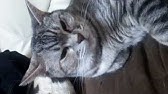 気持ちよすぎてよだれを垂らす猫 Youtube