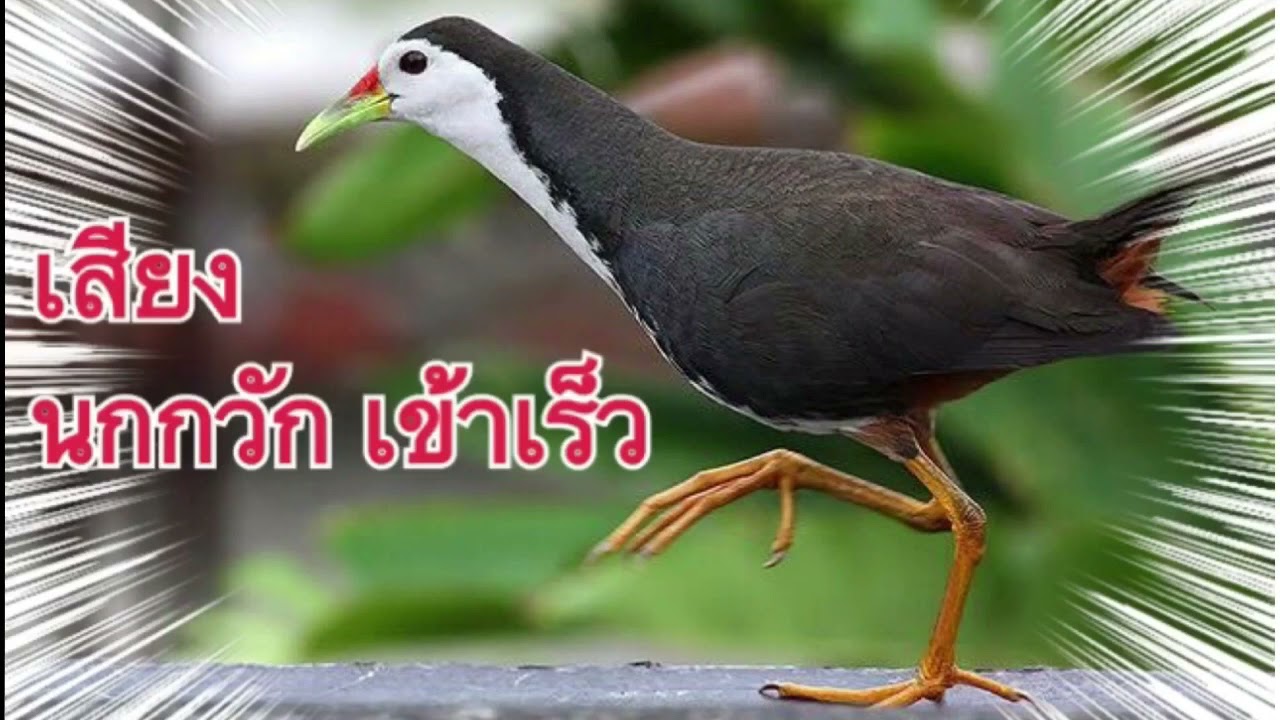 เสียงนกกวัก ต่อเข้าเร็ว 1000%