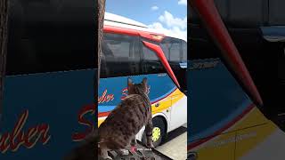 Just Heard cat ets2 telolet bussid eurotrucksimulator2 bussimulatorindonesia