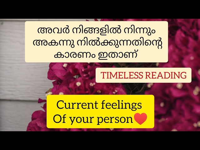 🥰current feelings of your🤭 person🌺timeless readimg 🥰malayalam tarot card reading🥰 class=