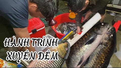 Hành Trình Săn Cá Pami Xuyên Đêm | Các Loại Cá Ngon Trong Rừng