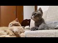 猫達の日常（なんにも起こりません）【エキゾチックショートヘア・エキゾチックロングヘア】