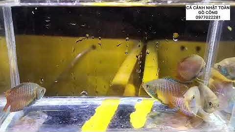 CÁ SẶC GẤM | CÁ CẢNH NHẬT TOÀN GÒ CÔNG 0977022281