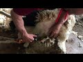 Trouble stepping up the neck?? shearing lessons from a pro (how to shear sheep)