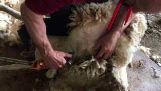 Trouble stepping up the neck?? shearing lessons from a pro (how to shear sheep)