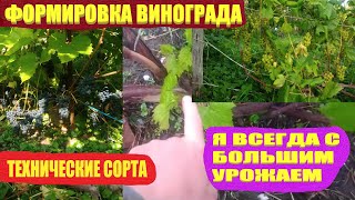 Формировка винограда.Обрезка куста технических сортов