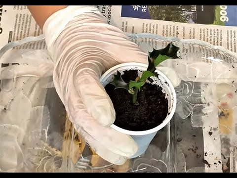 Video: Propagar acebo - Cómo cultivar acebo a partir de esquejes