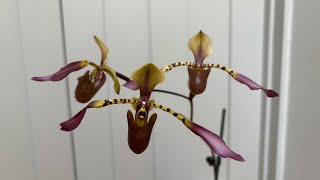 Paphiopedilum lowii