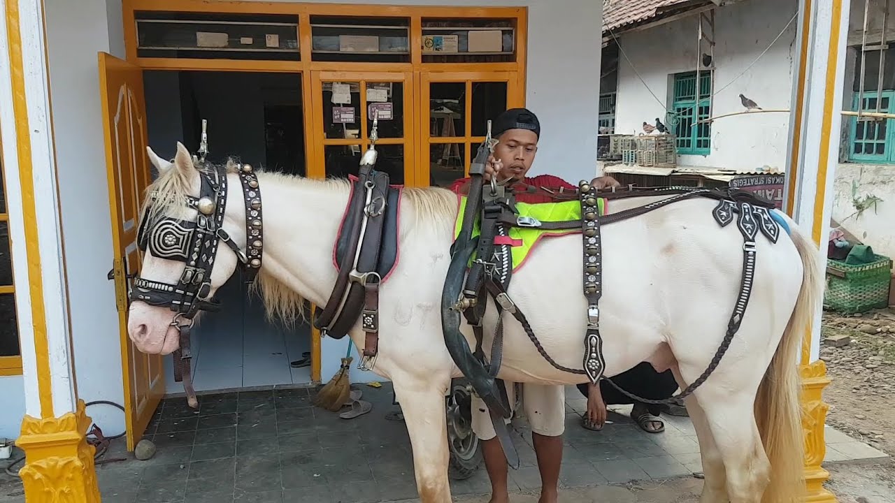 KUDA DELMAN !! PROSES KEBERAANGKATAN DR KANDANG SAMPAI PANGKALAN ALUN2 KAJEN ❗NAIK DELMAN, KUDA