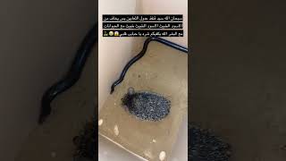 تعبان خطير توجد عندنا في السعودية ‏وبكثرة في منطقة جيزان#😭😱🐍❌