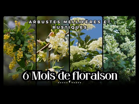 5 ARBUSTES pour une haie qui fleurit 6 MOIS. (Arbustes mellifères)