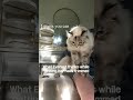 What goes through Everests mind while getting her nails trimmed #shorts #foryou #fyp #cat #funnycat