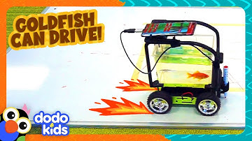 Goldfish Drives Robot Car | Dodo Kids | Animal Videos