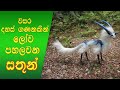 Animals That Only Born In 10000 Years # අති දුර්ලභ සත්තු මෙන්න. sakala ruupa # sinhala # sri lanka