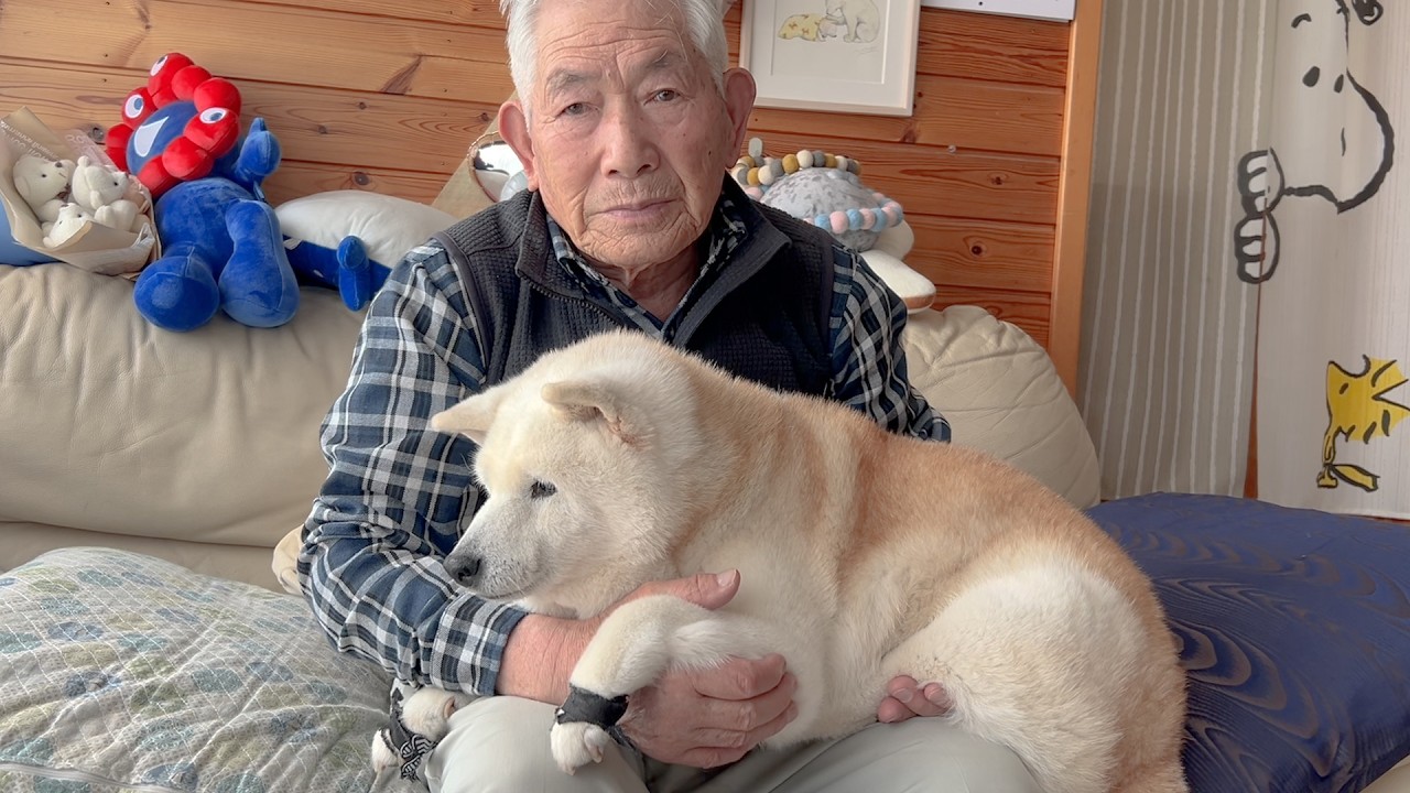 A very special day for our family, a Shiba Inu reminiscing about