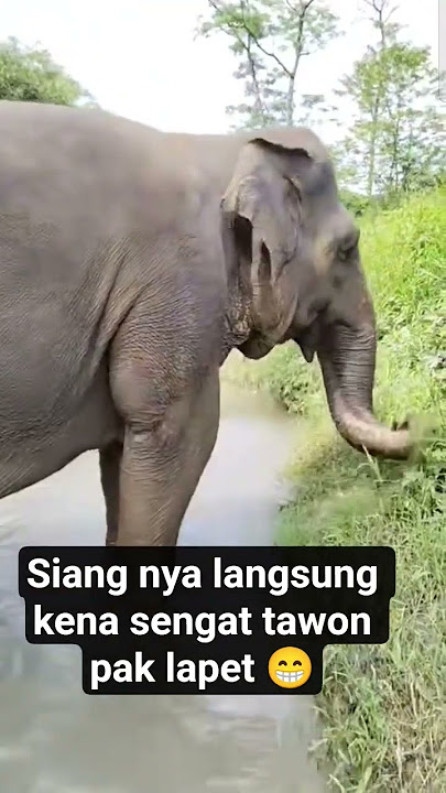 tawon dan gajah #gajah #gajahlucu #elephant #gajahviral