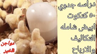 دراسه جدوي لتربيه ٥٠ كتكوت ابيض في ظل ارتفاع اسعار الكتاكيت والأعلاف