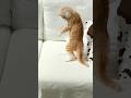 Silly vs. Calm — Twin Brothers 奇行vs冷静 #cat #funnycats #cat #catlover #shorts