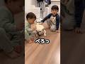 愛犬が兄弟に囲まれてこうなりました… #日常 #赤ちゃん #フレンチブルドッグ