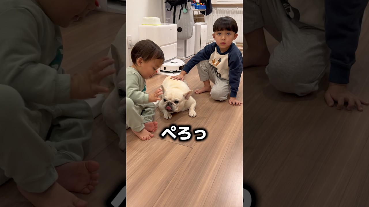 愛犬が兄弟に囲まれてこうなりました… #日常 #赤ちゃん #フレンチブルドッグ