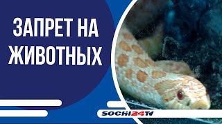 В России утвердили перечень животных, запрещенных к содержанию дома