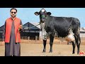Girlando Cow Farm | Subhan Dairy Farm | Cow For Sale In Punjab | Khangar Cows | Pk Janwar Mandi 