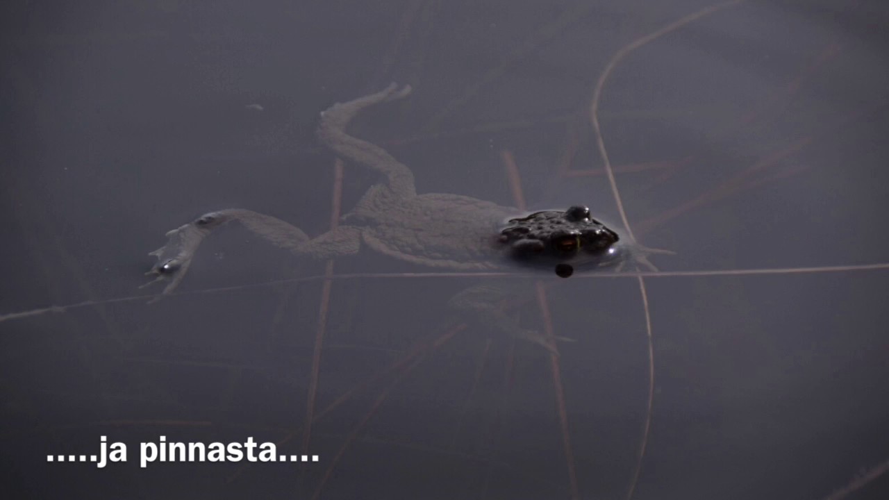 Rupikonna joka halusi prinssiksi