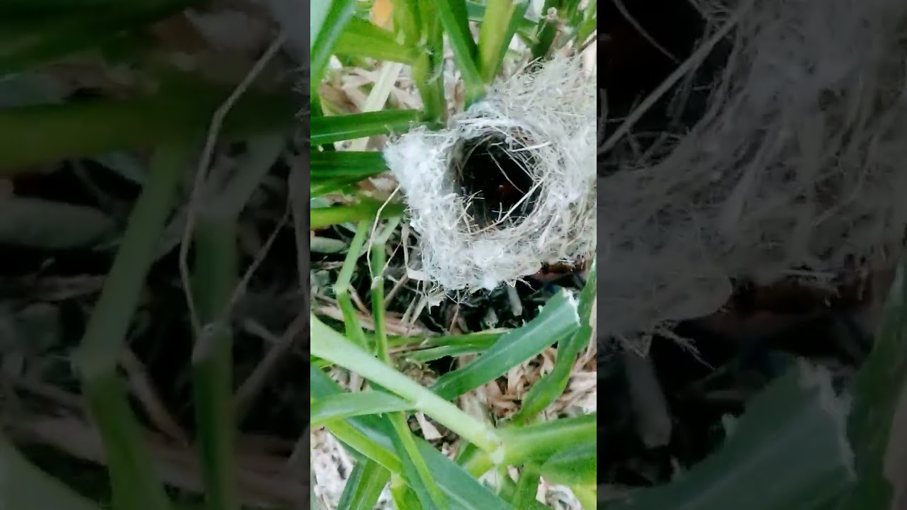 Ashy prinia bird nest with eggs