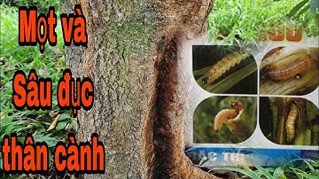 Mọt đục cành và sâu đục thân tấn công trên cây sầu riêng làm xì mủ chết cây