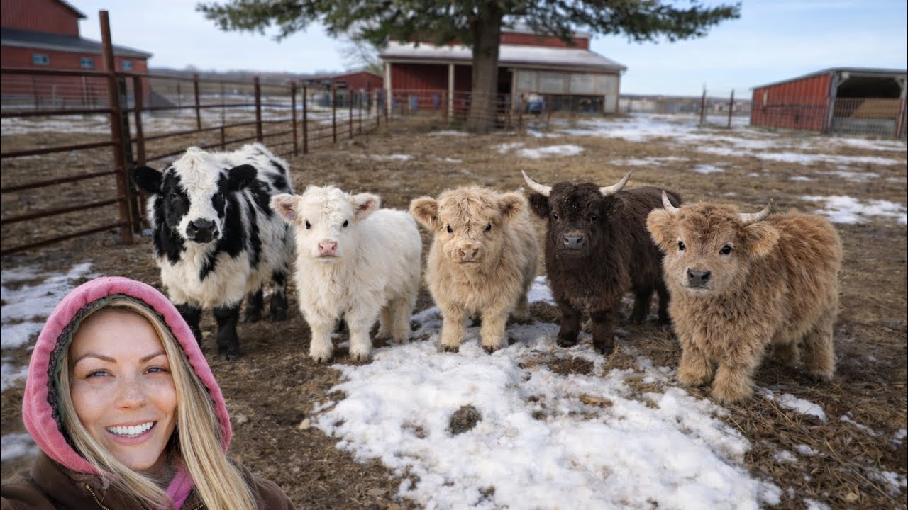 I Bought My First Mini Cow! 