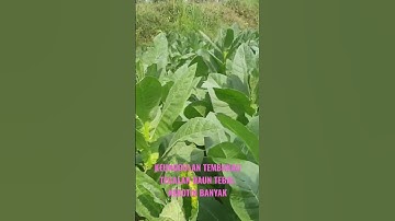 Keunggulan mbako tegalan dari sawah #tembakau #petani #shorts
