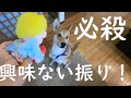 興味ない振りして・・・いきなりガブッ！」