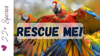 Parrot Rescue! My Favorite Rescue Is Holding A Rockstar Fundraiser | #parrot_bliss #parrot by Parrot Bliss 246 views 8 days ago 6 minutes, 56 seconds