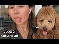 VLOG 2.  МЫ НА КАРАНТИНЕ. Что делать дома?