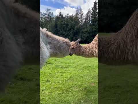 Alpacas are my
