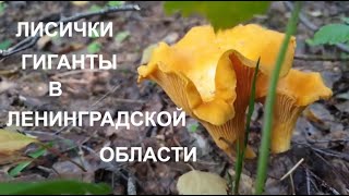 ЛИСИЧКИ ГИГАНТЫ В ЛЕНИНГРАДСКОЙ ОБЛАСТИ🦊 ОЧЕНЬ МНОГО ЛИСИЧЕК!🦊ТИХАЯ ОХОТА🦊