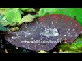 Ultrahydrophobicity self-cleaning property demo: Water drizzle on waxy Nelumbo Lotus leaves