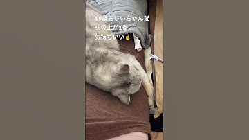 #19歳おじいちゃん猫 #ねこ #ねこ動画 #cat #猫 #猫動画 #老猫 #猫好きさんと繋がりたい #猫のいる暮らし #枕