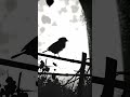 Black &amp; White High Contrast Bird on a Fence #livewallpaper #wallpaper #blackandwhite #midjourney