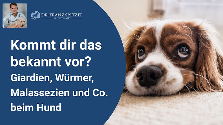 Giardien, Würmer, Malassezien und Co. beim Hund - Der große Fehler in der Tiermedizin?!