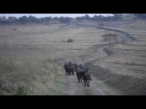 Buffalo Chasing Away Lions